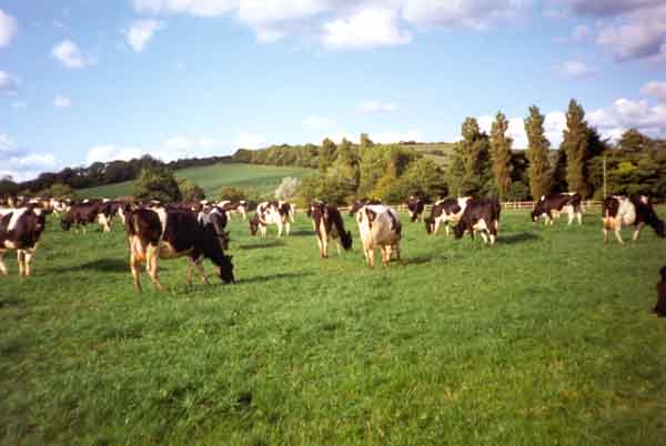 Farming in Burton Bradstock